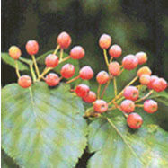 팥배나무의 열매