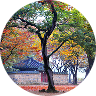 경주 계림
